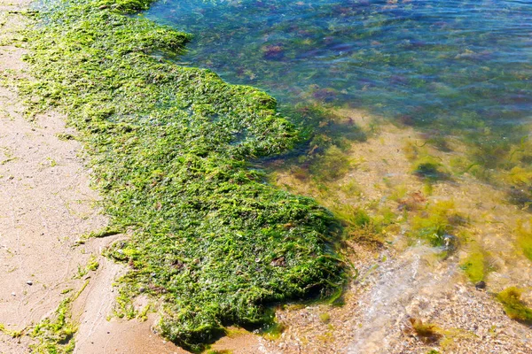 Rot Algen Werd Gegooid Naar Kust Van Het Reservoir Milieuvervuiling — Stockfoto