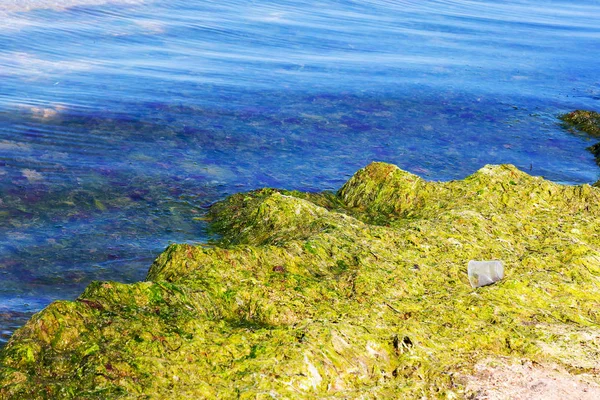 Yosun çürüyen havzanın sahile atıldı. Çevre kirliliği sorunu. Beach kirliliği. Çevre felaketi. 