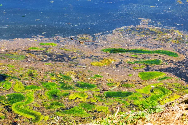 Faulende Algen Wurden Das Ufer Des Stausees Geschleudert Umweltverschmutzung Strandverschmutzung — Stockfoto