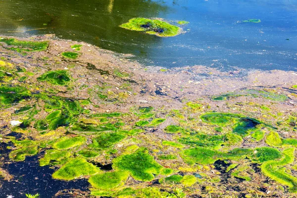 Гниття Водоростей Був Кинутий Березі Водоймища Проблеми Забруднення Навколишнього Середовища — стокове фото