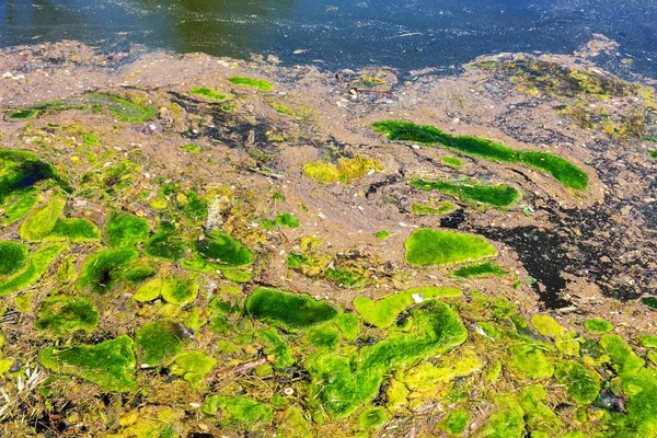 Algas Podridas Fueron Arrojadas Orilla Del Embalse Problema Contaminación Ambiental —  Fotos de Stock