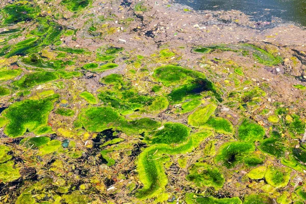 Yosun çürüyen havzanın sahile atıldı. Çevre kirliliği sorunu. Beach kirliliği. Çevre felaketi. 