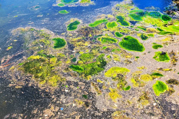 Yosun çürüyen havzanın sahile atıldı. Çevre kirliliği sorunu. Beach kirliliği. Çevre felaketi. 