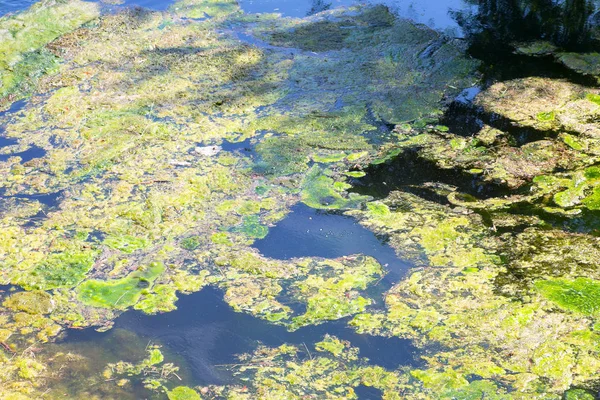 Yosun çürüyen havzanın sahile atıldı. Çevre kirliliği sorunu. Beach kirliliği. Çevre felaketi. 