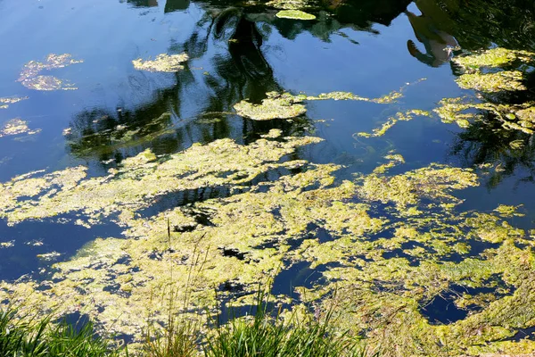 Yosun çürüyen havzanın sahile atıldı. Çevre kirliliği sorunu. Beach kirliliği. Çevre felaketi. 