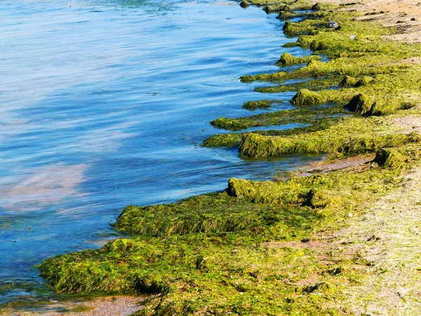 저수지의 해변으로 던져졌다 문제입니다 오염입니다 — 스톡 사진