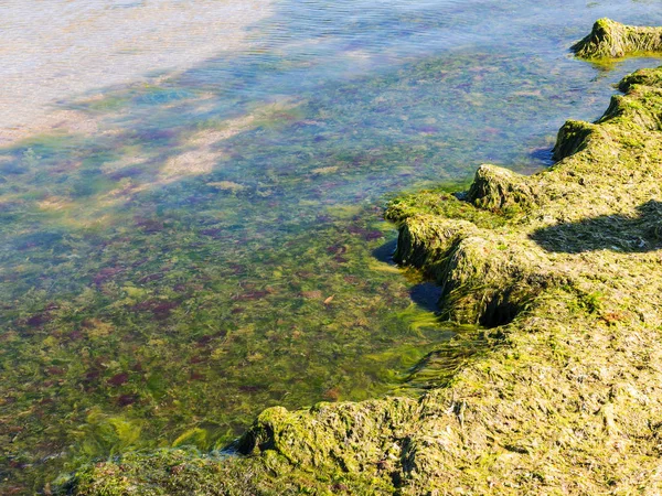Yosun çürüyen havzanın sahile atıldı. Çevre kirliliği sorunu. Beach kirliliği. Çevre felaketi. 