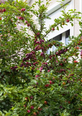 Kırmızı erik meyve dalı yeşil ile bahçede büyüyen bırakır. Erik. Erik dalı. Erik Olgun