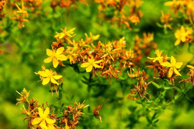 Çayırdaki Hypericum çiçekleri (Hypericum perforatum veya St John 's wort), bazı çiçeklere özenli bir şekilde odaklanırlar.