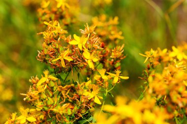 Çayırdaki Hypericum çiçekleri (Hypericum perforatum veya St John 's wort), bazı çiçeklere özenli bir şekilde odaklanırlar.
