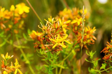 Çayırdaki Hypericum çiçekleri (Hypericum perforatum veya St John 's wort), bazı çiçeklere özenli bir şekilde odaklanırlar.