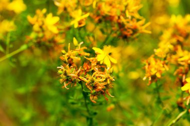 Çayırdaki Hypericum çiçekleri (Hypericum perforatum veya St John 's wort), bazı çiçeklere özenli bir şekilde odaklanırlar.