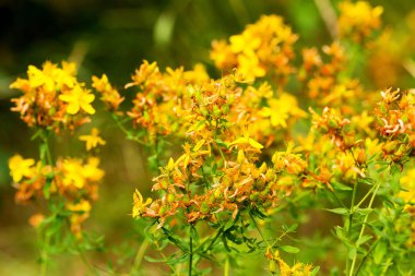 Çayırdaki Hypericum çiçekleri (Hypericum perforatum veya St John 's wort), bazı çiçeklere özenli bir şekilde odaklanırlar.
