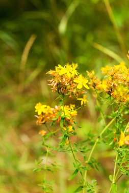 Çayırdaki Hypericum çiçekleri (Hypericum perforatum veya St John 's wort), bazı çiçeklere özenli bir şekilde odaklanırlar.