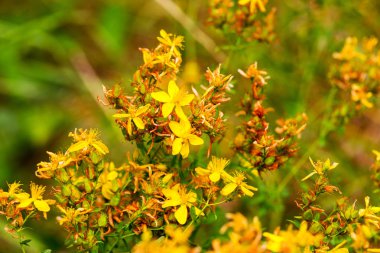 Çayırdaki Hypericum çiçekleri (Hypericum perforatum veya St John 's wort), bazı çiçeklere özenli bir şekilde odaklanırlar.