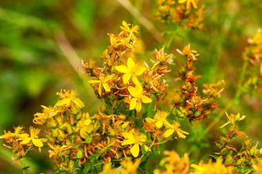 Çayırdaki Hypericum çiçekleri (Hypericum perforatum veya St John 's wort), bazı çiçeklere özenli bir şekilde odaklanırlar.