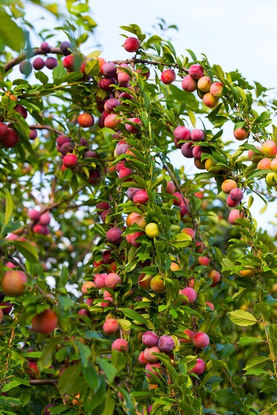 Red plum fruits on branch with green leaves growing in the garden. Plum. Plum on branch. Plum ripe