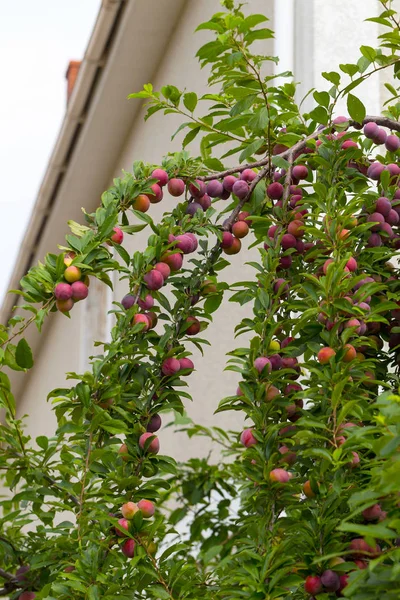 Red plum fruits on branch with green leaves growing in the garden. Plum. Plum on branch. Plum ripe