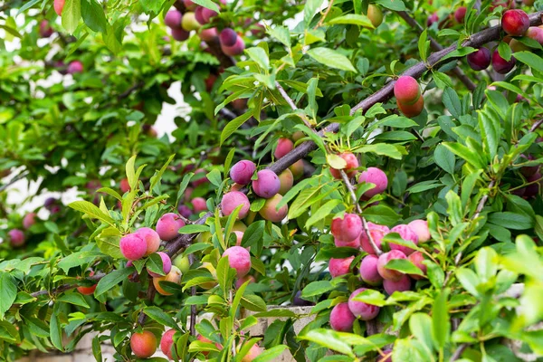 Red plum fruits on branch with green leaves growing in the garden. Plum. Plum on branch. Plum ripe