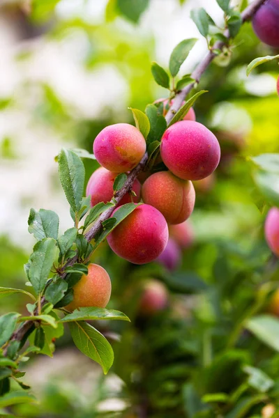 Red plum fruits on branch with green leaves growing in the garden. Plum. Plum on branch. Plum ripe