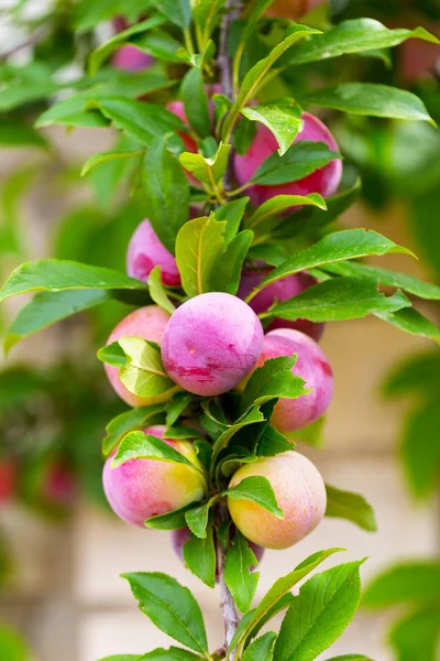 Red plum fruits on branch with green leaves growing in the garden. Plum. Plum on branch. Plum ripe