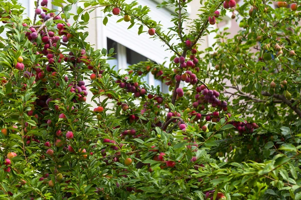 Red plum fruits on branch with green leaves growing in the garden. Plum. Plum on branch. Plum ripe