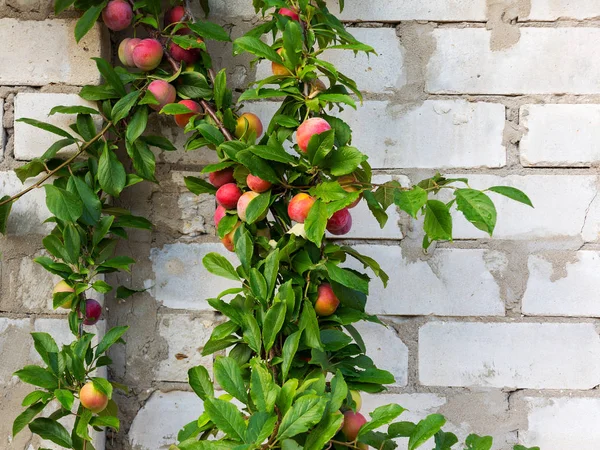 Red plum fruits on branch with green leaves growing in the garden. Plum. Plum on branch. Plum ripe