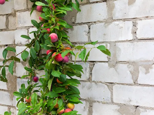 Rote Pflaumenfrüchte Auf Zweigen Mit Grünen Blättern Die Garten Wachsen — Stockfoto