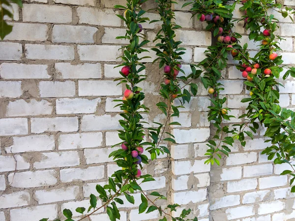 Rote Pflaumenfrüchte Auf Zweigen Mit Grünen Blättern Die Garten Wachsen — Stockfoto