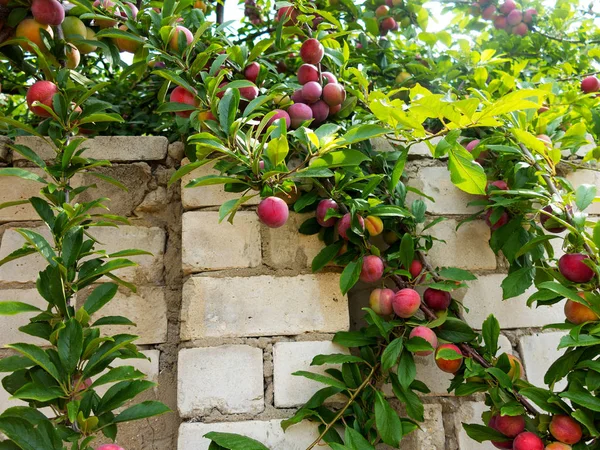 Red plum fruits on branch with green leaves growing in the garden. Plum. Plum on branch. Plum ripe