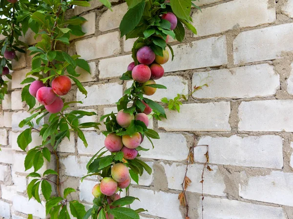 Red plum fruits on branch with green leaves growing in the garden. Plum. Plum on branch. Plum ripe