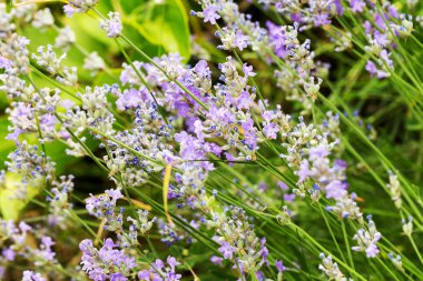 Lavanta çalılar portre, çiçek tarih seçici odak. Lavanta içinde Bahçe, yumuşak ışık sonuç. Resim ortasındaki menekşe çalılar. 