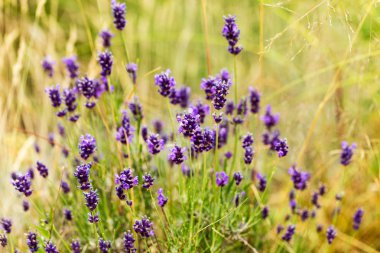 Lavanta çalılar portre, çiçek tarih seçici odak. Lavanta içinde Bahçe, yumuşak ışık sonuç. Resim ortasındaki menekşe çalılar. 