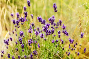 Lavanta çalılar portre, çiçek tarih seçici odak. Lavanta içinde Bahçe, yumuşak ışık sonuç. Resim ortasındaki menekşe çalılar. 