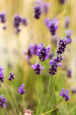 Lavanta çalılar portre, çiçek tarih seçici odak. Lavanta içinde Bahçe, yumuşak ışık sonuç. Resim ortasındaki menekşe çalılar. 