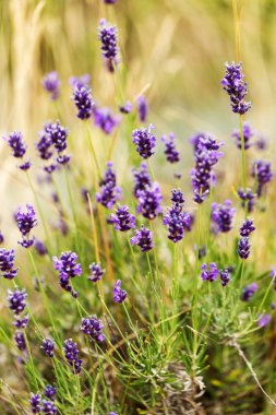 Lavanta çalılar portre, çiçek tarih seçici odak. Lavanta içinde Bahçe, yumuşak ışık sonuç. Resim ortasındaki menekşe çalılar. 