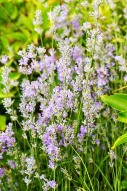 Lavanta çalılar portre, çiçek tarih seçici odak. Lavanta içinde Bahçe, yumuşak ışık sonuç. Resim ortasındaki menekşe çalılar. 