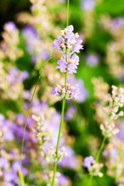 Lavanta çalılar portre, çiçek tarih seçici odak. Lavanta içinde Bahçe, yumuşak ışık sonuç. Resim ortasındaki menekşe çalılar. 