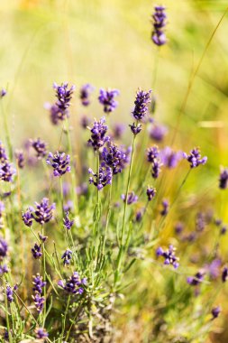 Lavanta çalılar portre, çiçek tarih seçici odak. Lavanta içinde Bahçe, yumuşak ışık sonuç. Resim ortasındaki menekşe çalılar. 