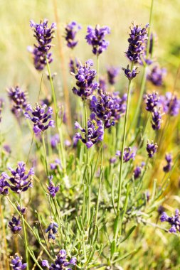 Lavanta çalılar portre, çiçek tarih seçici odak. Lavanta içinde Bahçe, yumuşak ışık sonuç. Resim ortasındaki menekşe çalılar. 