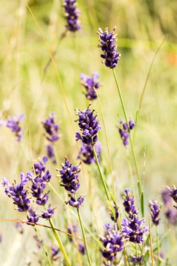 Lavanta çalılar portre, çiçek tarih seçici odak. Lavanta içinde Bahçe, yumuşak ışık sonuç. Resim ortasındaki menekşe çalılar. 