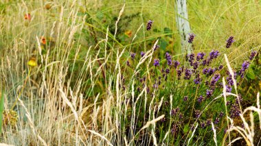 Lavanta çalılar portre, çiçek tarih seçici odak. Lavanta içinde Bahçe, yumuşak ışık sonuç. Resim ortasındaki menekşe çalılar. 