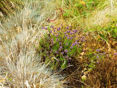 Lavanta çalılar portre, çiçek tarih seçici odak. Lavanta içinde Bahçe, yumuşak ışık sonuç. Resim ortasındaki menekşe çalılar. 