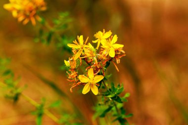 Çayırdaki Hypericum çiçekleri (Hypericum perforatum veya St John 's wort), bazı çiçeklere özenli bir şekilde odaklanırlar.
