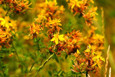 Çayırdaki Hypericum çiçekleri (Hypericum perforatum veya St John 's wort), bazı çiçeklere özenli bir şekilde odaklanırlar.