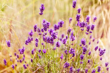 Güneş ışığı altında yumuşak bir lavanta çiçekleri odaklanmak, pastel renkler ve arka plan bulanıklık. Menekşe çalılar resmin ortasına. Lavanta Bahçe, yumuşak ışık efekti.