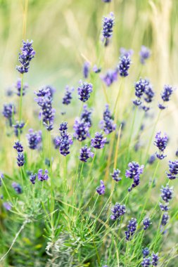 Güneş ışığı altında yumuşak bir lavanta çiçekleri odaklanmak, pastel renkler ve arka plan bulanıklık. Menekşe çalılar resmin ortasına. Lavanta Bahçe, yumuşak ışık efekti.