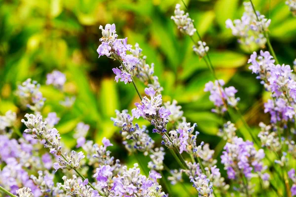 Arbusti Lavanda Primo Piano Attenzione Selettiva Alcuni Fiori Lavanda Giardino — Foto Stock