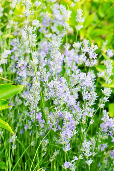 Flores Lavanda Luz Sol Foco Suave Cores Pastel Fundo Borrão — Fotografia de Stock