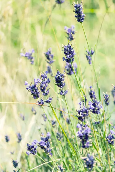 Flores Lavanda Luz Sol Foco Suave Cores Pastel Fundo Borrão — Fotografia de Stock